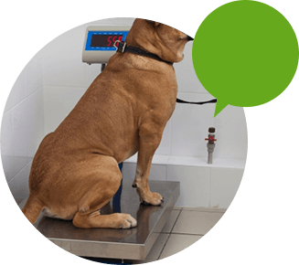 犬の体重計測