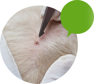 犬：皮膚検査