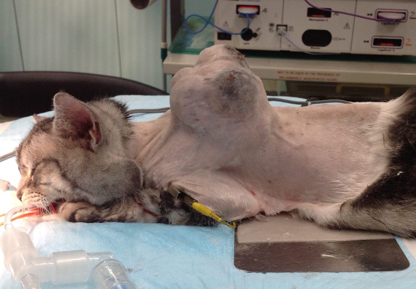 犬・猫の腫瘍学 理論から臨床まで 犬・猫の腫瘍学 理論から臨床まで 犬・猫の腫瘍学 理論から