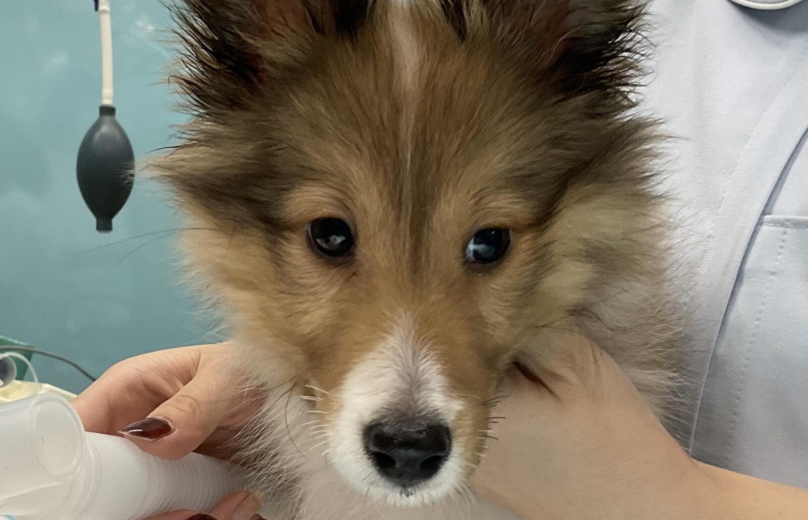 犬の動脈管開存症 診断と治療 インターズー (獣医学 獣医師 書籍) 犬の動脈管開存症 診断と治療 インターズー (獣医学 獣医師 書籍)