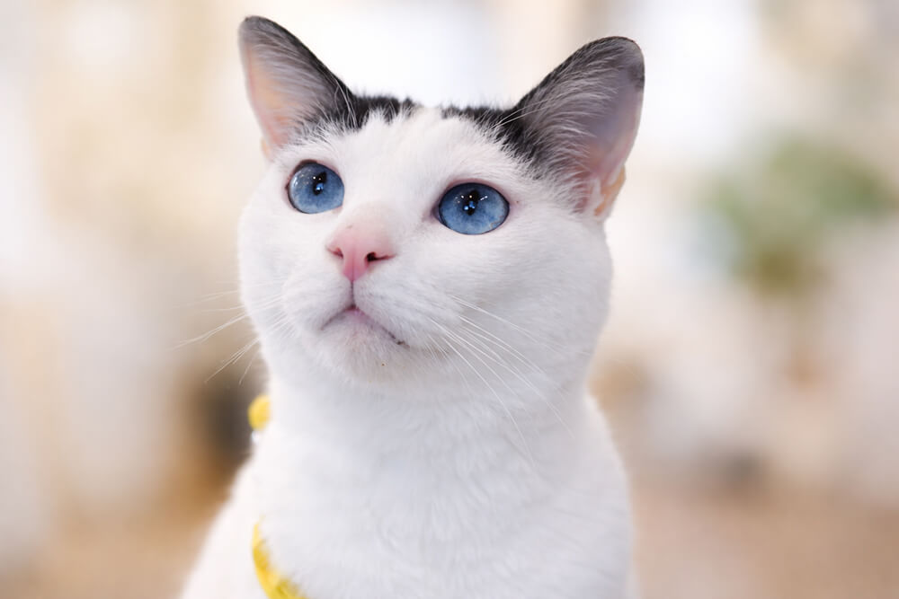 猫の診療に対する想い