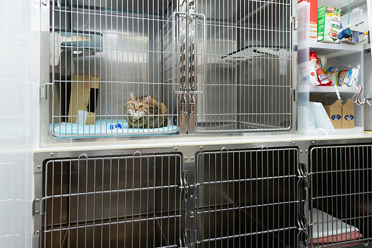 犬猫の入院室は完全分離！ねこ専用スペースでお預かりします