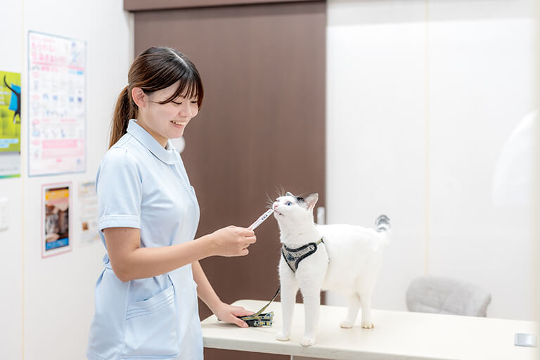 ねこ好きの責任従事者が多数います
