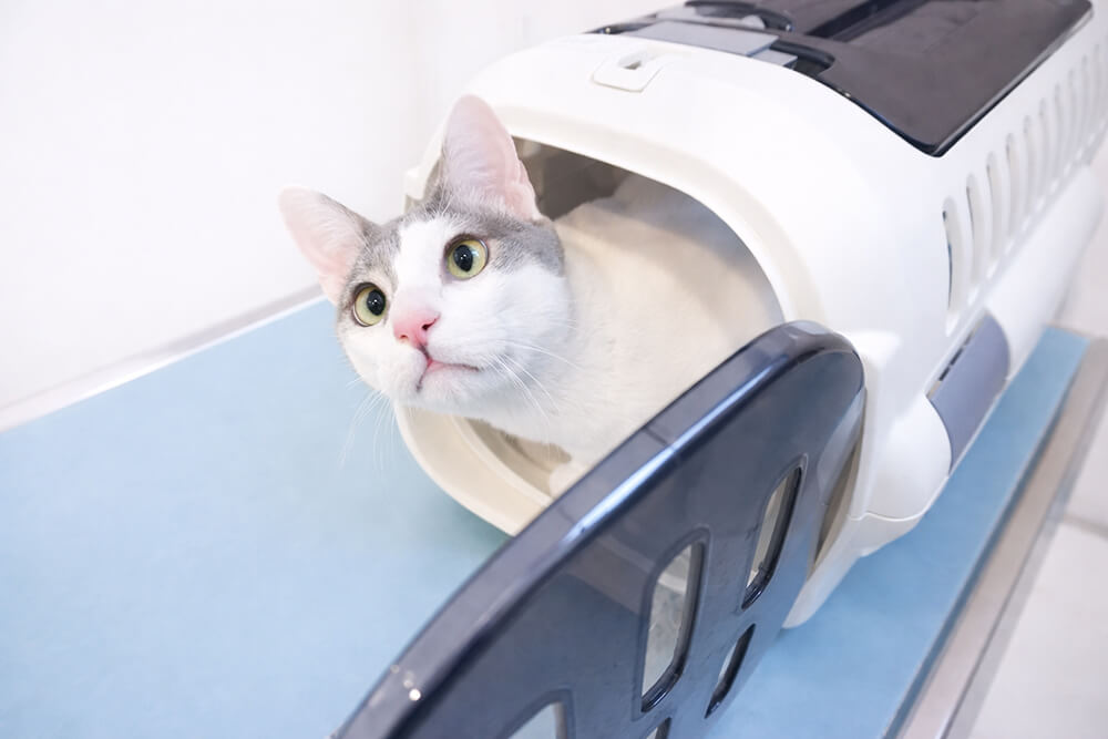病院では無理にキャリーから出さない！