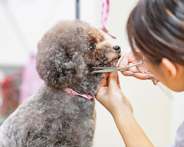 トリミング中の犬の写真