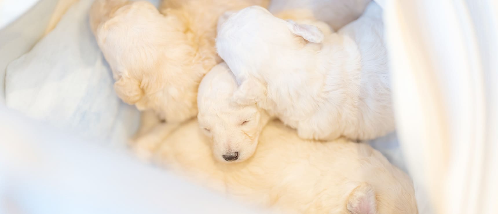 TPC浜松動物総合病院の子犬の写真