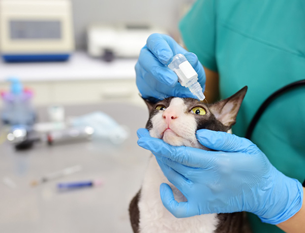 診察台で点滴を受ける猫