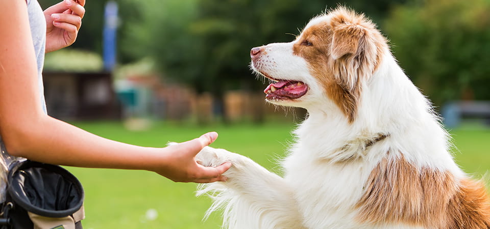 お手をする犬の写真