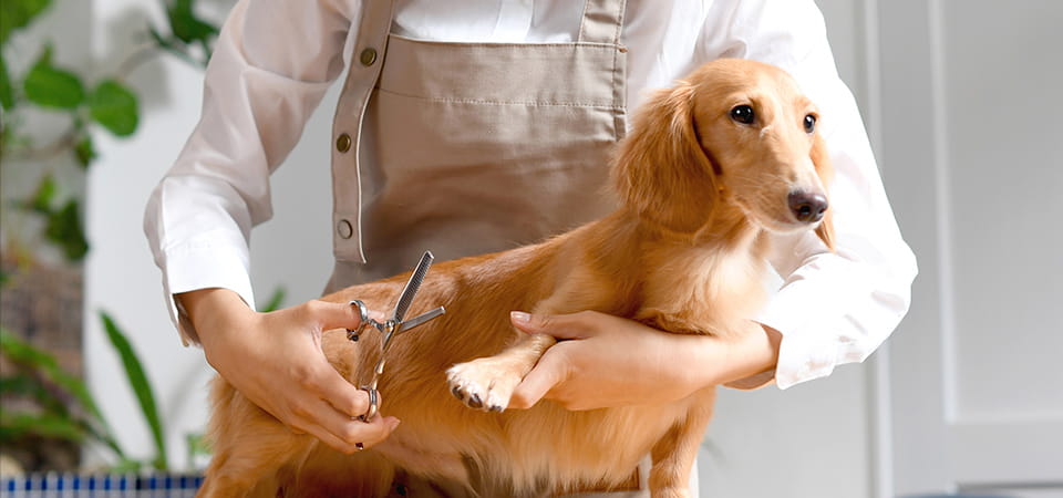 トリミング中の犬の写真