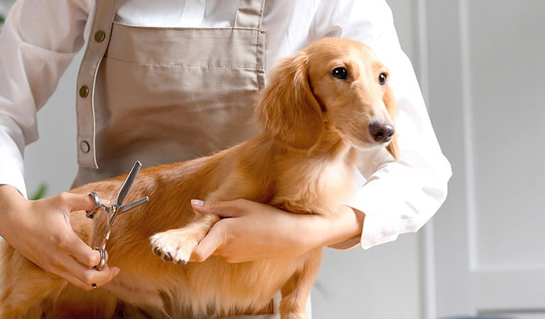 トリミング中の犬の写真